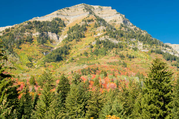 Mountainside with a Palette of Fall Colors