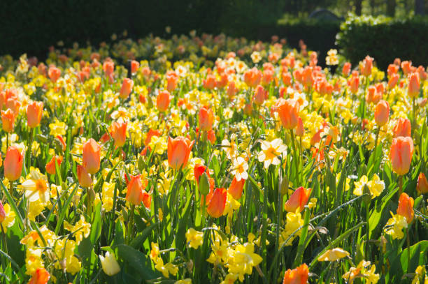 istock Best in Show - Flower Lover Dream 1057002428