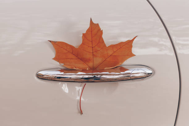 istock autumn yellow maple leaf in the car door 1057009258
