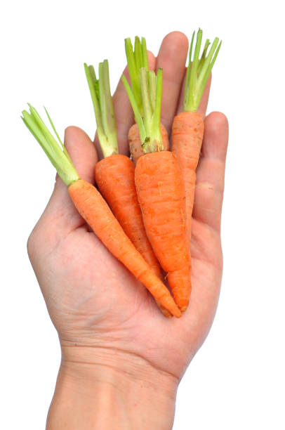 zanahoria - baby carrot fotografías e imágenes de stock