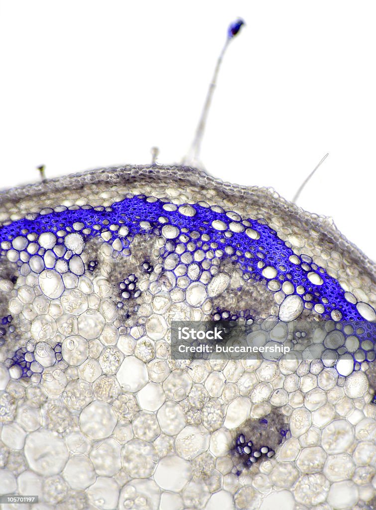 ナガエノモウセンゴケ花のステム断面 - カラー画像のロイヤリティフリーストックフォト