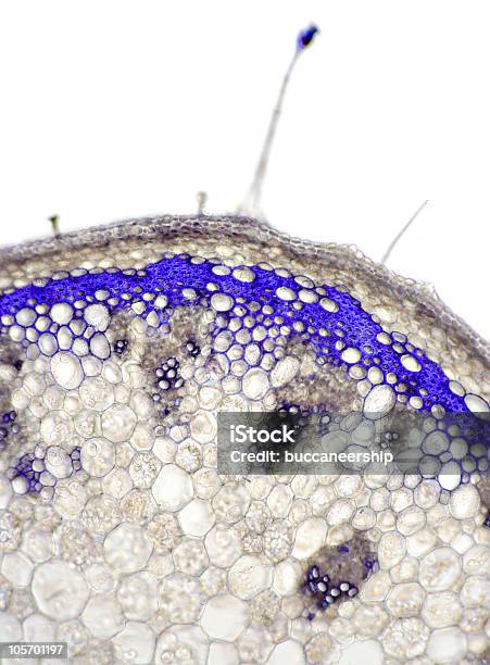 Foto de Drósera Flor Estaminais Seção Transversal e mais fotos de stock de Ampliação - Ampliação, Anatomia, Azul