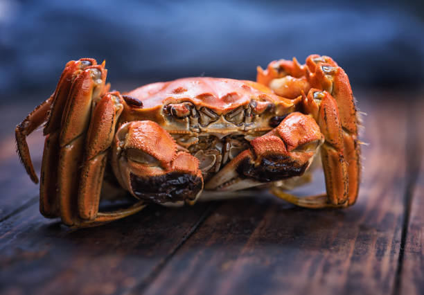 istock There is a hairy crab on the table. 1057013476