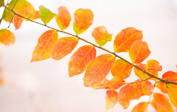 istock Beautiful Autumn Leaves. Closeup 1057013568