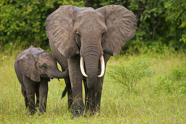 A mother elephant walking with her calf in the grass Mother elephant with her calf. african elephant stock pictures, royalty-free photos & images