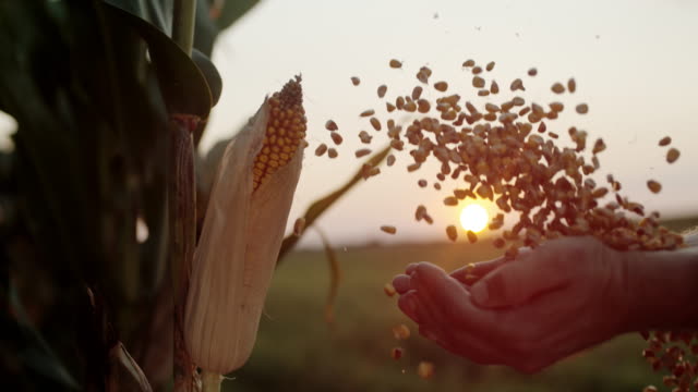 SLO MO Farmer cupping maize kernels at dusk