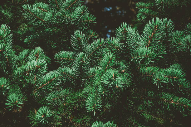 istock Green branches of fir or pine tree. Christmas background. 1057016452