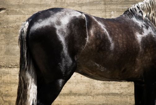 Beautiful color photo of a dark brown Andalucian Stallion horse with powerful muscles and a shiny mottled coat standing in front of a wall in Spain.