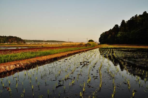 istock Rice field in Hitachinaka City, Ibaraki Prefecture, Japan 1057023708
