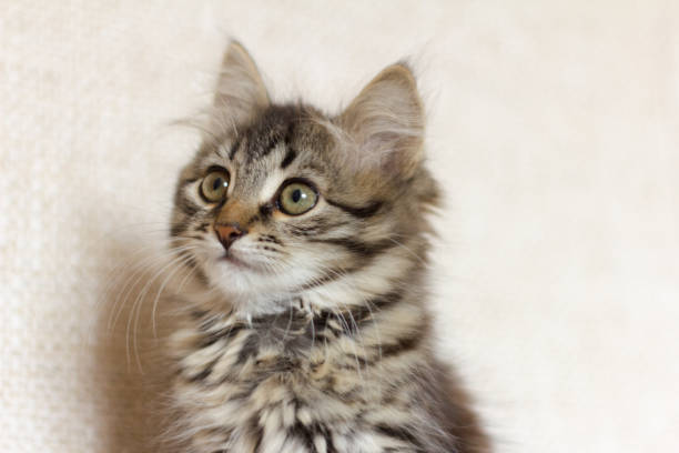 istock beautiful grey kitten looking to the side 1057026784