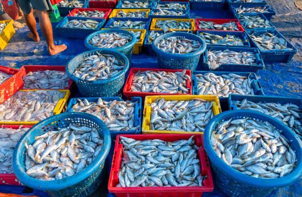 istock Fresh white croaker after catching fish in the market 1057027110