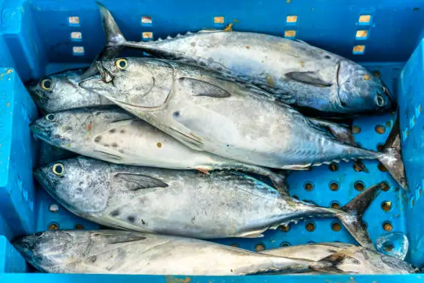 Photo of Tunny fish after fishing are traded in fish markets
