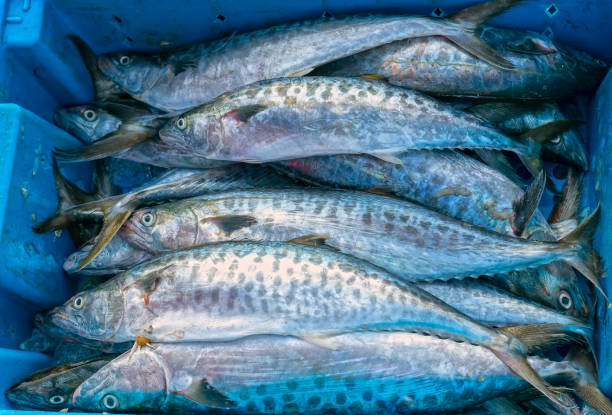 cavala fresca peixe pescado no mercado de peixe. esta espécie de peixes vivem nas águas da central e sudeste do vietnã - mackerel - fotografias e filmes do acervo
