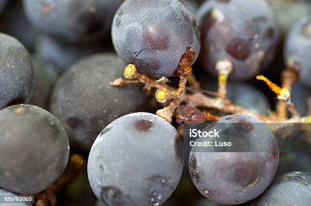 Uvas Foto de stock y más banco de imágenes de Color - Tipo de imagen - Color - Tipo de imagen, Cosechar, Dulces