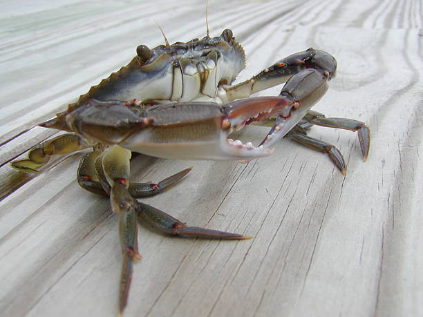 istock Crab on a dock in South Carolina 105703112