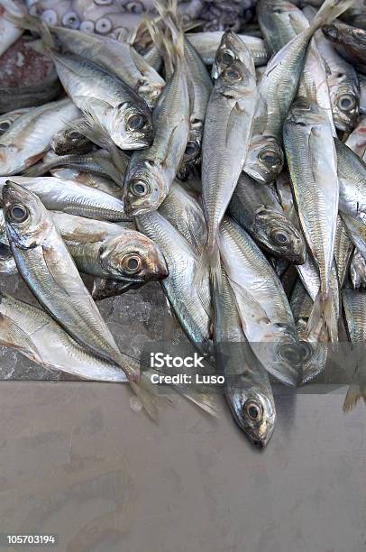 Fishes Para La Venta En El Mercado Foto de stock y más banco de imágenes de Color - Tipo de imagen - Color - Tipo de imagen, Fotografía - Imágenes, Frescura