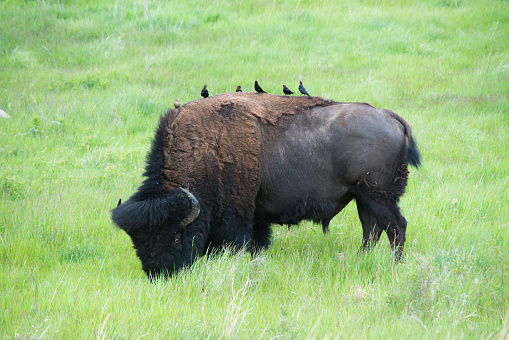 American Buffalo / Bison in Custer State Park