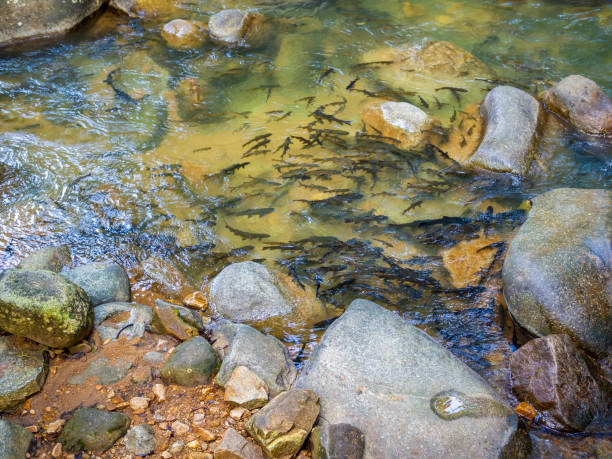 mahseer barb fish swimming - neolissochilus stracheyi imagens e fotografias de stock