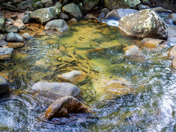 mahseer barb fish swimming - neolissochilus stracheyi imagens e fotografias de stock