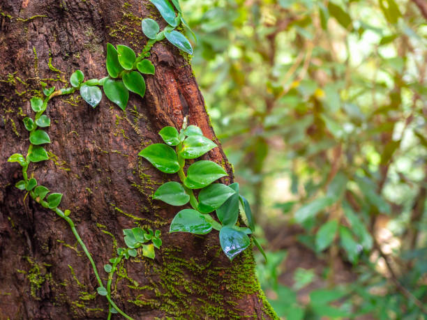 istock Green creeper plant and moss 1057036184