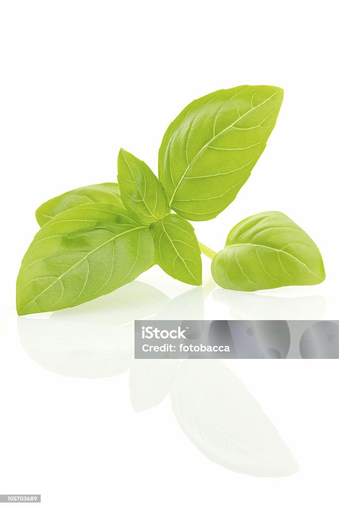 Fresh basil leaves, isolated Basil sprig, reflected on white surface, close-up view Basil Stock Photo