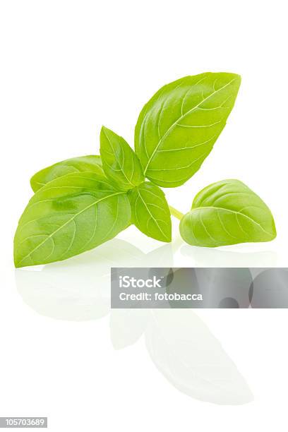 Fresh Basil Leaves Isolated Stock Photo - Download Image Now - Basil, Close-up, Color Image