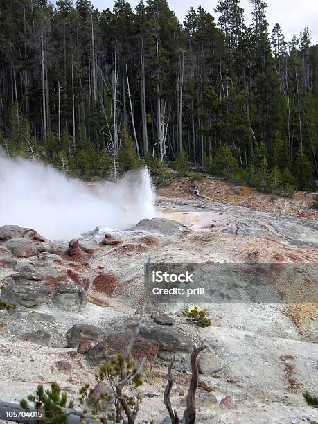 Geyser Al Parco Nazionale Di Yellowstone - Fotografie stock e altre immagini di Acqua - Acqua, Albero, Ambientazione esterna