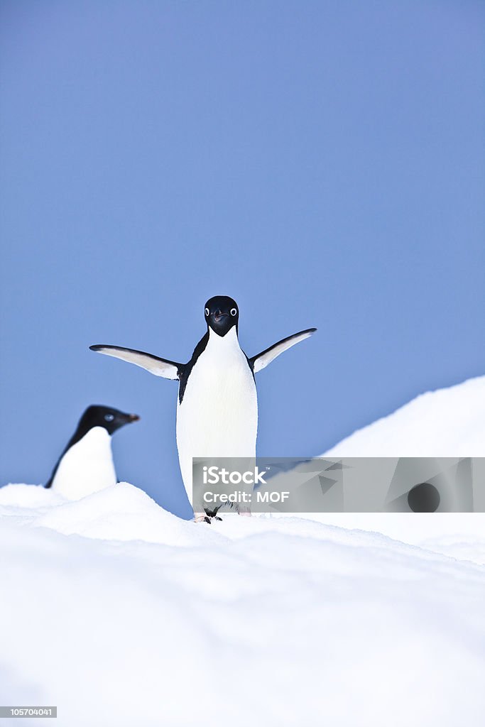 Pinguini di Adelia, Iceberg, Isola Paulet, Antartide - Foto stock royalty-free di Antartide