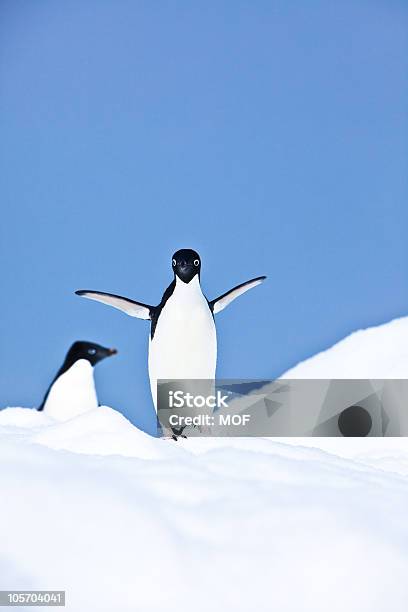 Pinguini Di Adelia Iceberg Isola Paulet Antartide - Fotografie stock e altre immagini di Antartide