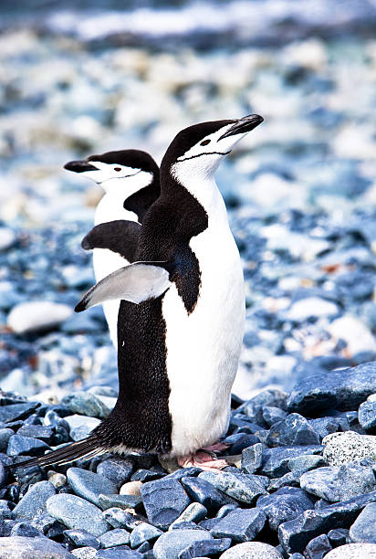 istock Chinstrap penguins Half Moon Island, Antarctica 105704044
