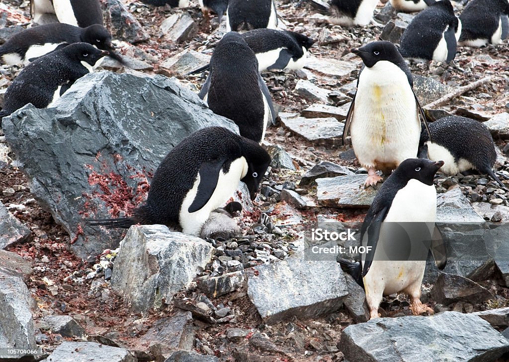 Pinguino di Adelia allattamento Chick, Antartide - Foto stock royalty-free di Animale
