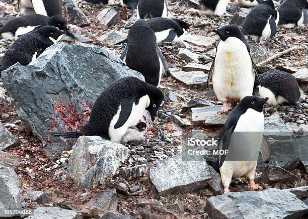 Pinguino Di Adelia Allattamento Chick Antartide - Fotografie stock e altre immagini di Animale - Animale, Antartide, Colonia di uccelli