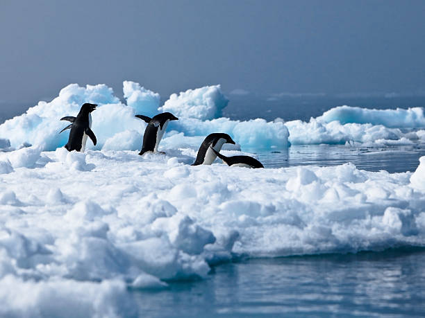 istock Adelie Penguins, Paulet Island Antarctica 105704068
