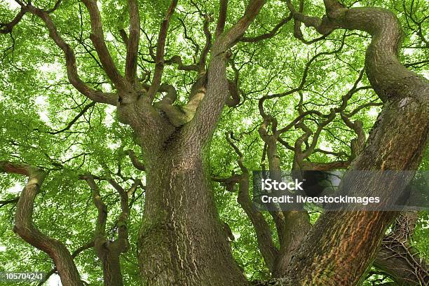 Foto de Velha Árvore e mais fotos de stock de Alto - Descrição Geral - Alto - Descrição Geral, Assustador, Bosque - Floresta