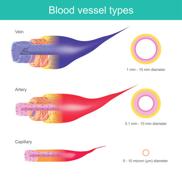 The Blood vessels in the human body are responsible for transporting corpuscle to the organ and throughout the body, These blood vessels have different sizes. The Blood vessels in the human body are responsible for transporting corpuscle to the organ and throughout the body, These blood vessels have different sizes. cerebrum stock illustrations