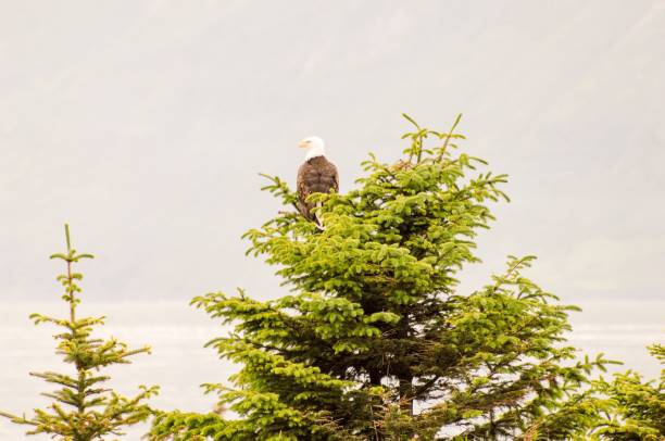 istock Eagle Sitting at Top of Tree 1057046642