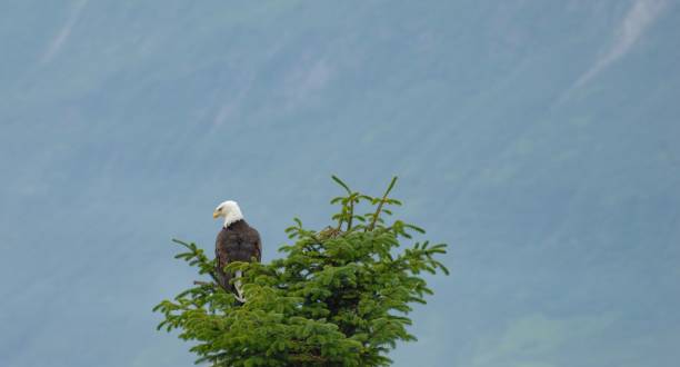 istock Eagle Sitting at Top of Tree 1057046646