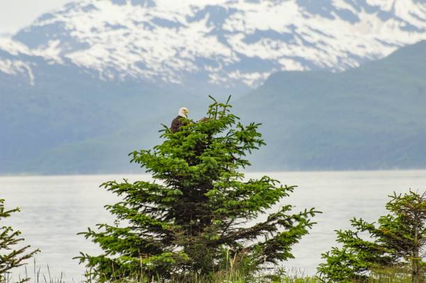 istock Eagle Sitting at Top of Tree 1057046722
