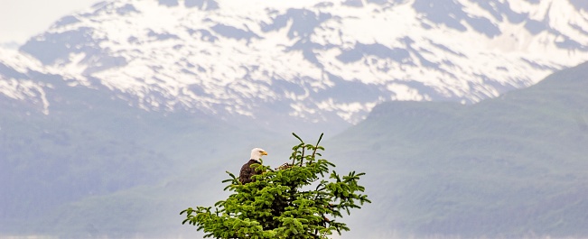 Picture of an eagle, in Valdez, Alaska, as its perches a top a pine tree.  The eagle is looking out over the Bay of Valdez.  The eagle looks out over the waters in search of salmon.