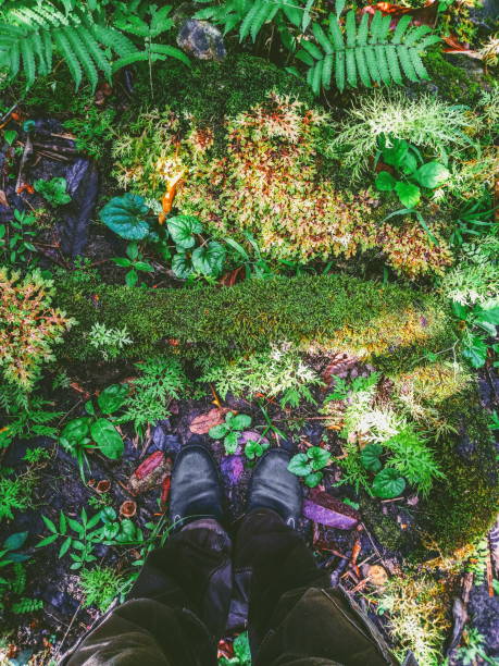 legs of human standing on fern field