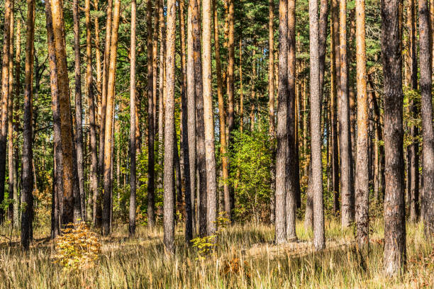 istock In  the autumn forest 1057050994