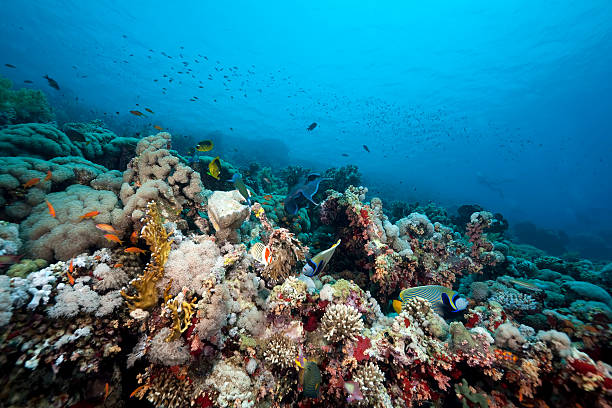 istock Coral and fish in the Red Sea 105705280