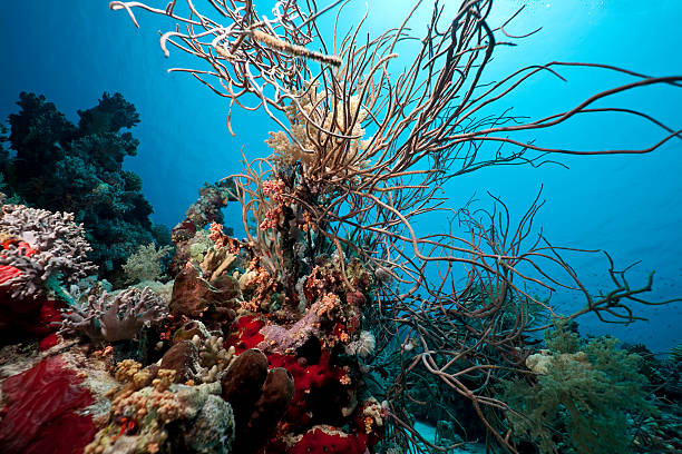 istock Coral and fish in the Red Sea 105705282