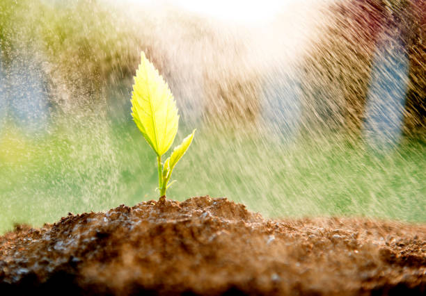istock Green seedling in the rain 1057054990