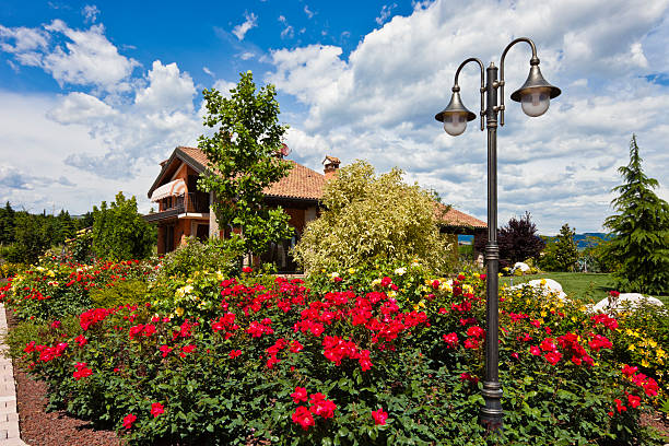 Red roses
