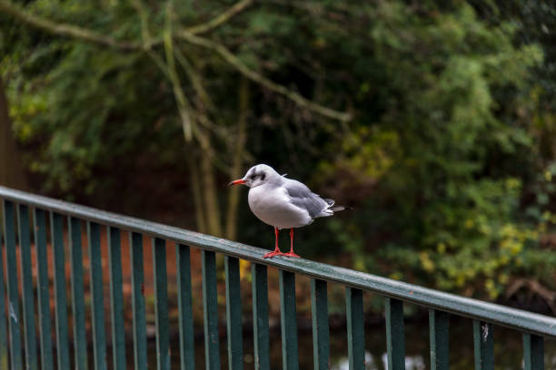istock Seagull on metal fence 1057058338
