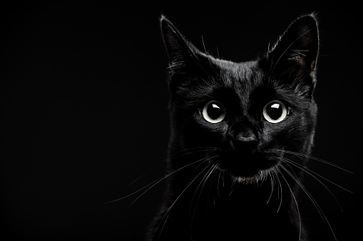 Black cat on black background 