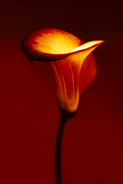 beautiful calla flower on red background