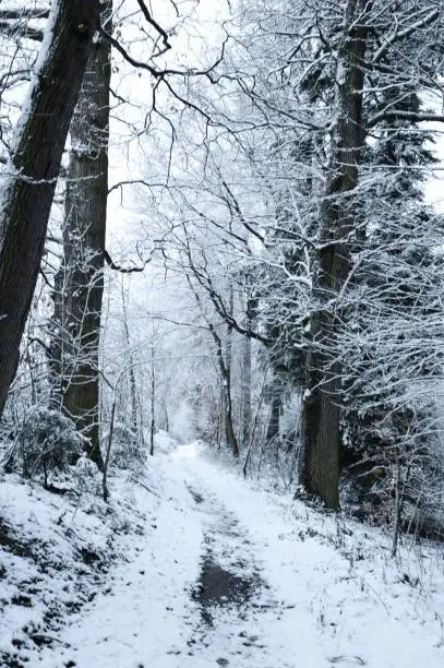 Snowy forest.road in the winter forest.Winter nature background