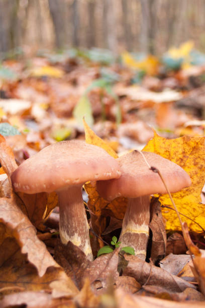 istock Mushrooms at autumn forest. 1057060822